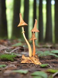 Large Mushrooms on Log