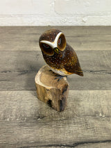 Owl on Log
