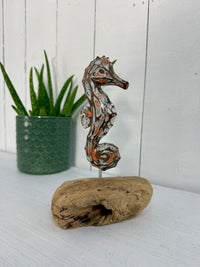 Single Seahorse on Driftwood