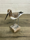 Wooden Sandpiper