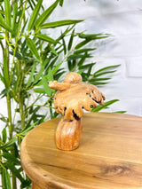 Snail on Parasite Wood Mushroom