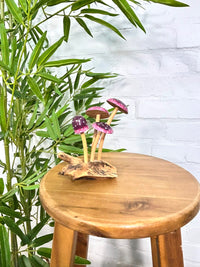 Purple Spotty Mushrooms