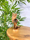 Owl on Log