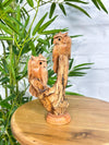 Pair Of Owls on Log