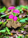 Mushrooms