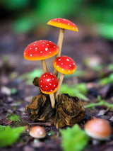 Mushrooms