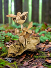 Natural Mushrooms, Flower And Bees