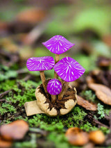 Four Mushrooms