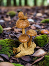 Snail On Mushrooms
