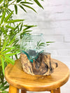 Molten Glass Vase on Driftwood