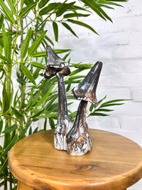 Carved Mushrooms