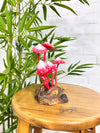 Pink Mushrooms on Log