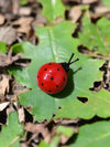 Small Wall Ladybirds