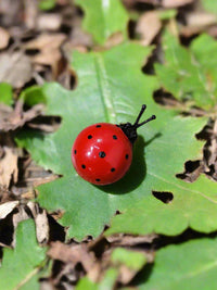 Small Wall Ladybirds