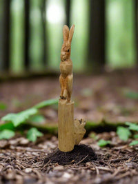 Rabbit On Parasite Wood