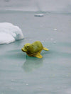 Parasite Wood Seal
