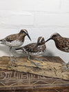 Three Birds Sitting On Log
