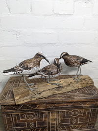 Three Birds Sitting On Log