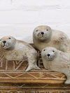 Set Of Three Seals