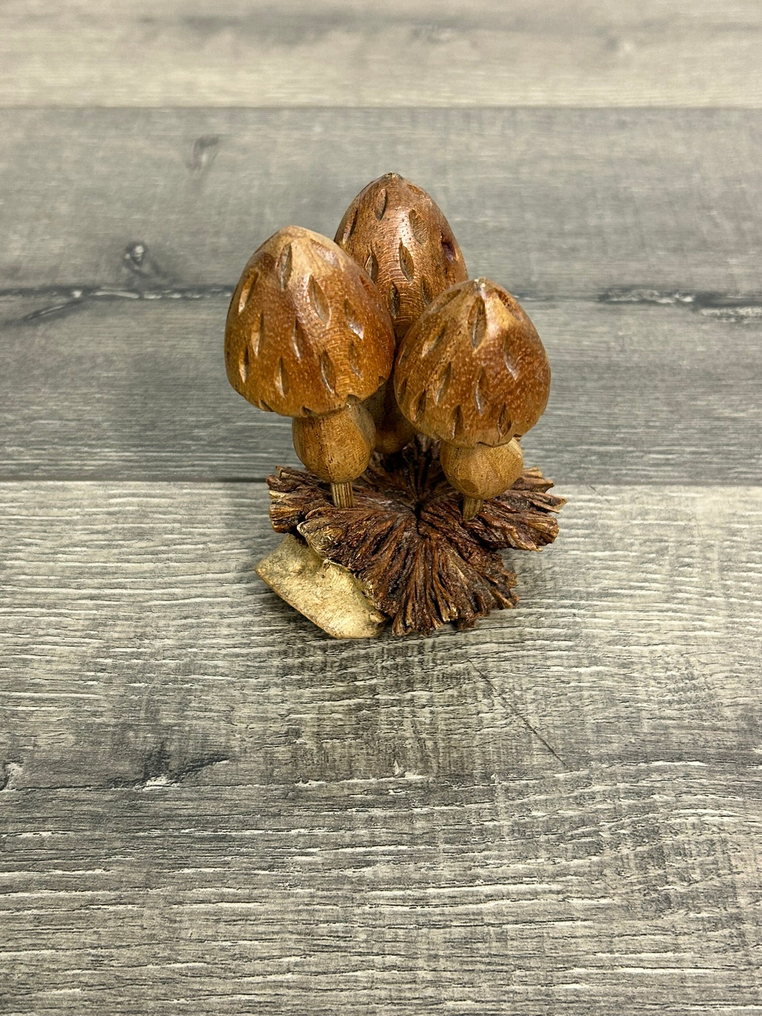 Mushrooms on Parasite Wood