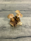 Mushrooms on Parasite Wood