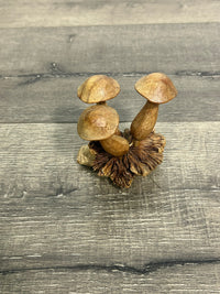 Mushrooms on Parasite Wood