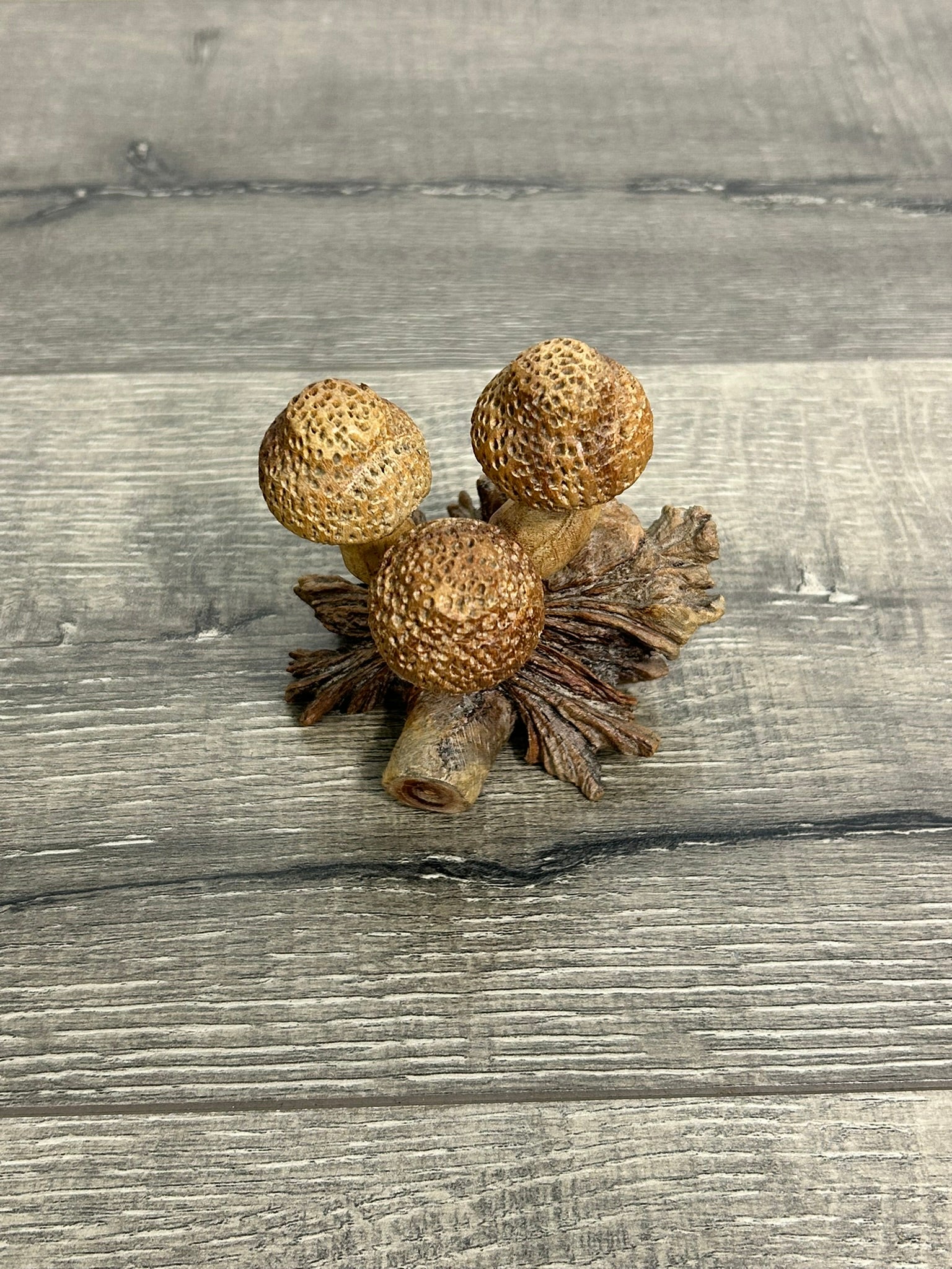 Mushrooms on Parasite Wood