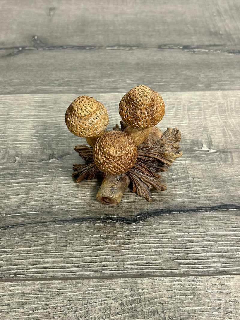 Mushrooms on Parasite Wood