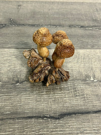 Mushrooms on Parasite Wood